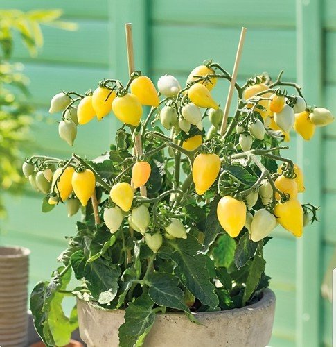 GG88 Plumbrella Yellow' Micro Dwarf Tomato USA Warehouse