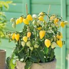GG88 Plumbrella Yellow' Micro Dwarf Tomato USA Warehouse