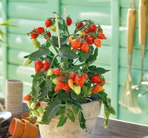 GG88 Plumbrella Red' Micro Dwarf Tomato Seeds USA Warehouse
