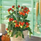 GG88 Plumbrella Red' Micro Dwarf Tomato Seeds USA Warehouse