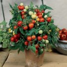 GG88 Strongboy Red Micro Dwarf Tomato Seeds USA Warehouse