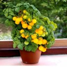GG88 Jochalos Micro Dwarf Tomato Seeds USA Warehouse