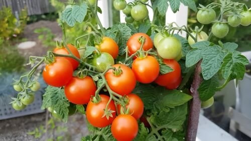 GG88 Andrina Micro Dwarf Tomato Seeds USA Warehouse