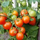 GG88 Andrina Micro Dwarf Tomato Seeds USA Warehouse