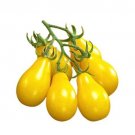 GG88 Yellow Pear Tomato 15 Seeds Heirloom Tomato Seed USA Warehouse