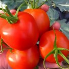 GG88 Window Box Red Micro Dwarf 12 Seeds USA Warehouse