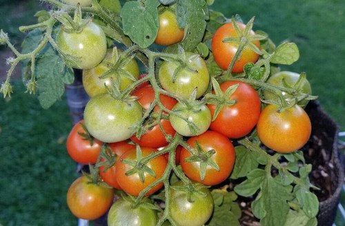 GG88 Tiny Tim Micro Dwarf Sweet Cherry Tomato 12 Seeds USA Warehouse