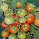 GG88 Tiny Tim Micro Dwarf Sweet Cherry Tomato 12 Seeds USA Warehouse