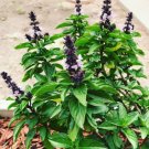 GG88 Thai Basil, 500 Seeds Asian Basil ,Heirloom Non Gmo USA Warehouse