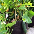 GG88 Spacemaster 80 Cucumber 15 Seeds, Heirloom Non Gmo USA Warehouse