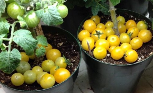 GG88 Rejina Yellow Micro Dwarf Sweet Cherry Tomato Vegetable 12 Seeds USA Warehouse