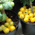 GG88 Rejina Yellow Micro Dwarf Sweet Cherry Tomato Vegetable 12 Seeds USA Warehouse
