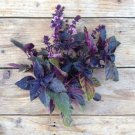 GG88 Red Rubin Aka Dark Opal Basil Seeds Heirloom Non Gmo 250 USA Warehouse