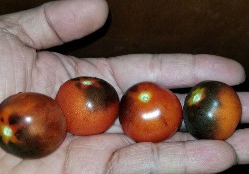 GG88 Purple Boy Micro Dwarf Tomato 12 Seeds USA Warehouse