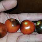 GG88 Purple Boy Micro Dwarf Tomato 12 Seeds USA Warehouse