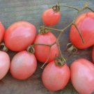 GG88 Pearly Pink Cherry Tomato 12 Seeds USA Warehouse