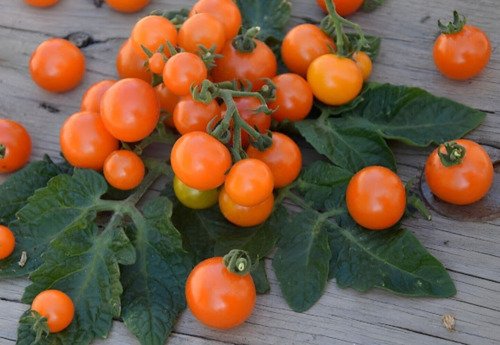 GG88 Orange Dream Micro Dwarf Tomato 12 Seeds USA Warehouse