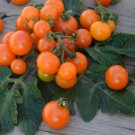 GG88 Orange Dream Micro Dwarf Tomato 12 Seeds USA Warehouse