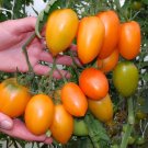 GG88 Orange Banana Tomato 12 Seeds Heirloom Tomato Seed USA Warehouse