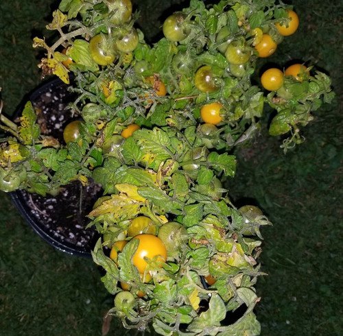 GG88 Monteka Micro Dwarf Sweet Cherry Tomato 12 Seeds USA Warehouse