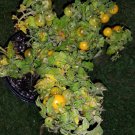 GG88 Monteka Micro Dwarf Sweet Cherry Tomato 12 Seeds USA Warehouse