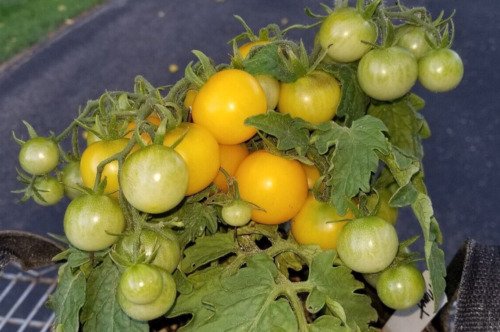 GG88 Monet Micro Dwarf Sweet Cherry Tomato Vegetable 12 Seeds USA Warehouse