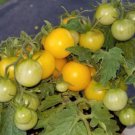 GG88 Monet Micro Dwarf Sweet Cherry Tomato Vegetable 12 Seeds USA Warehouse
