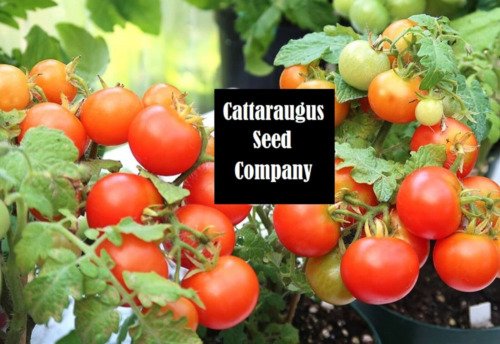 GG88 Moment Micro Micro Dwarf Sweet Cherry Tomato Vegetable 12 Seeds USA Warehouse