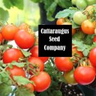 GG88 Moment Micro Micro Dwarf Sweet Cherry Tomato Vegetable 12 Seeds USA Warehouse