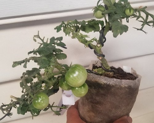 GG88 Mohamed Micro Dwarf Tomato 12 Seeds USA Warehouse