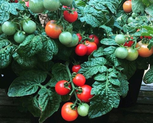 GG88 Mini Bell Micro Dwarf Sweet Cherry Tomato Vegetable 12 Seeds USA Warehouse