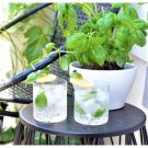 GG88 Lemon Basil Seeds Non Gmo. Heirloom 500 Seeds USA Warehouse