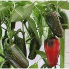 GG88 Jalapeno Pepper 25 Seeds Green To Red Tasty Great For Cooking Prolific Growth USA Warehouse
