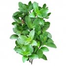 GG88 Italian Oregano 500 Organic Seeds Heirloom, Perennial, Non Gmo Grown In Usa USA Warehouse