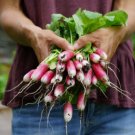 GG88 French Breakfast Radish 100 Seeds USA Warehouse