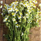 GG88 Chamomile 3500 Seeds, Teas USA Warehouse