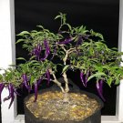 GG88 Buena Mulata Purple Hot Pepper 12 Seeds Purple Beauty Color USA Warehouse
