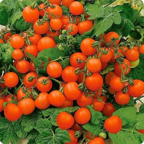GG88 Bonsai Micro Dwarf Sweet Cherry Tomato Vegetable 12 Seeds USA Warehouse