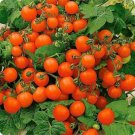 GG88 Bonsai Micro Dwarf Sweet Cherry Tomato Vegetable 12 Seeds USA Warehouse