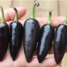 GG88 Black Jalapeno 12 Seeds USA Warehouse