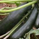 GG88 Black Beauty Zucchini Seeds Heirloom Non Gmo 60 Seeds USA Warehouse