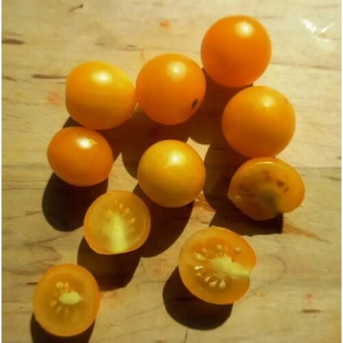 GG88 Birdie Jaune Micro Dwarf Sweet Cherry Tomato Vegetable 12 Seeds USA Warehouse