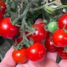 GG88 Baby Micro Dwarf 12 Seeds USA Warehouse