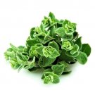 GG88 500 Seeds Greek Oregano Medicinal Perennial Herb Heirloom USA Warehouse