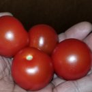 GG88 Christmas Tree Micro Dwarf Tomato Seeds USA Warehouse