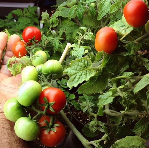 GG88 Chibikko Micro Dwarf Tomato USA Warehouse