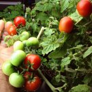 GG88 Chibikko Micro Dwarf Tomato USA Warehouse