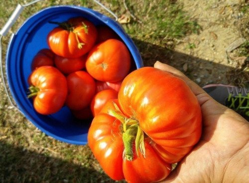 GG88 German Johnson Tomato Seeds USA Warehouse