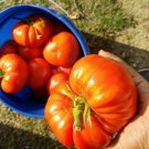 GG88 German Johnson Tomato Seeds USA Warehouse