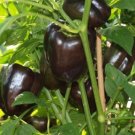 GG88 Bell Pepper Chocolate Beauty 12 Seeds- Heirloom- Non Gmo Sweet Vegetable USA Warehouse